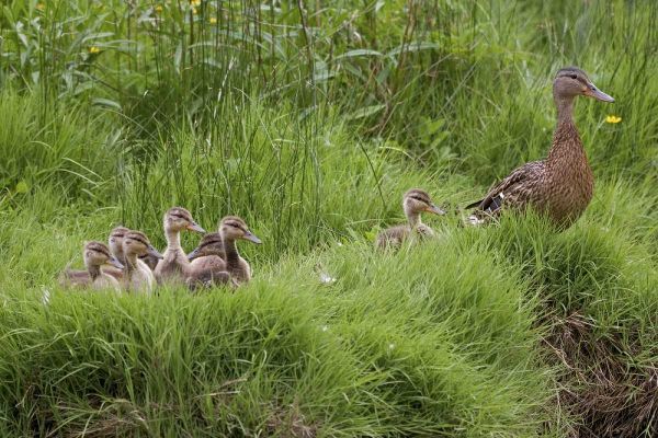 USA, Washington, Seabeck Mother duck with babies